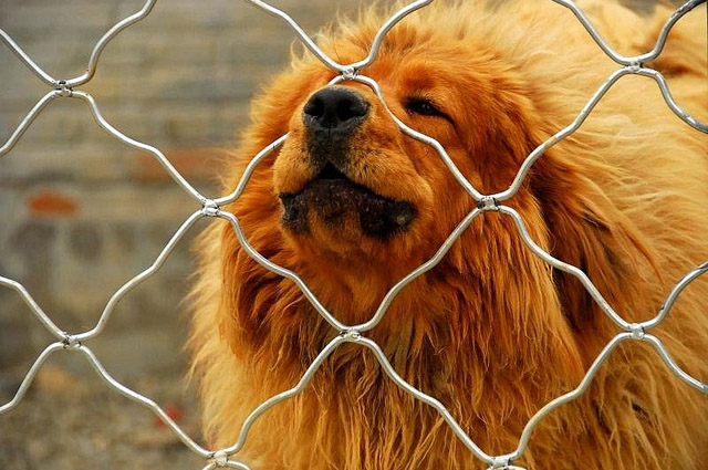 ... .com/2013/08/around-asia-chinese-zoo-has-fake-barking-lion