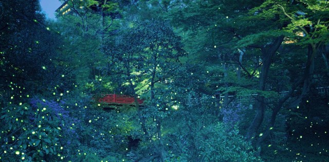chinzanso fireflies