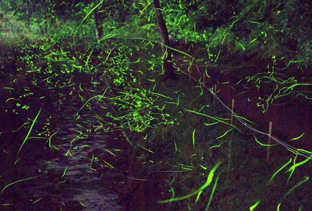 shikinomori fireflies