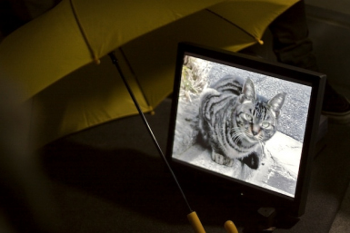 Cat Paths in Roppongi, Kohei Asano Photo: Owen Schaefer