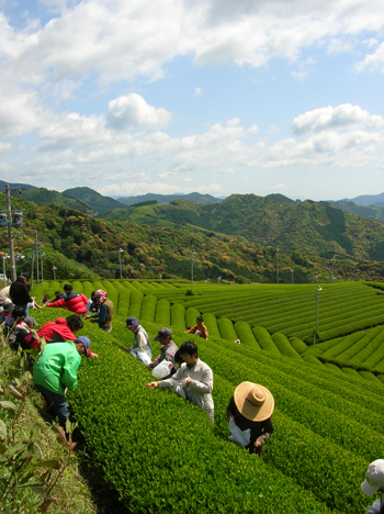 Japan tea industry