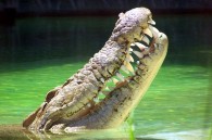 German police take circus croc into custody