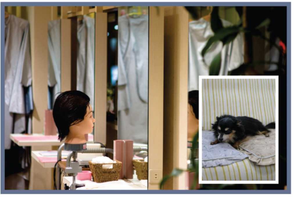 Hairdressers/Pet salon