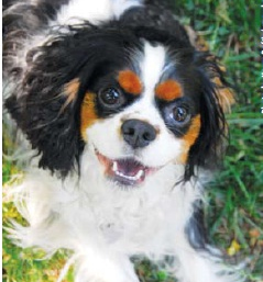 Dog