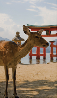 Deer in Hiroshima