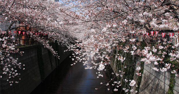 Tokyo in Bloom