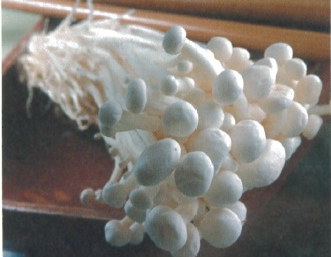 Cluster of Enoki mushrooms