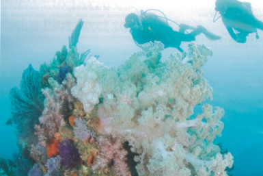 Scuba diving