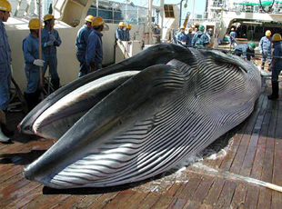 Whale on Japanese research whaling ship