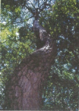 A pine in Meguro Shizen (several hundred years old)