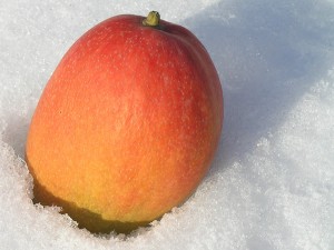 Snow Mango