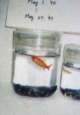 Plucky little goldfish gallantly swims in his 26th day immersed in Pi-treated water, hermetically sealed in his bowl