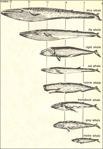 Whale species