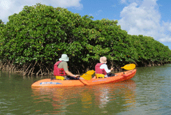 Mangrove canoeing