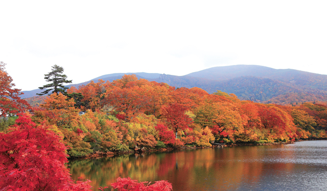 50 shades of red in Akita