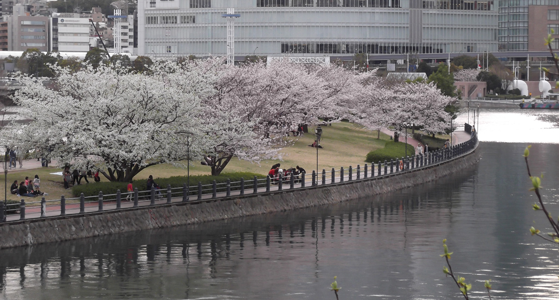 Riverside Sakura
