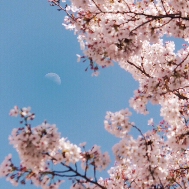 Half Moon and Sakura