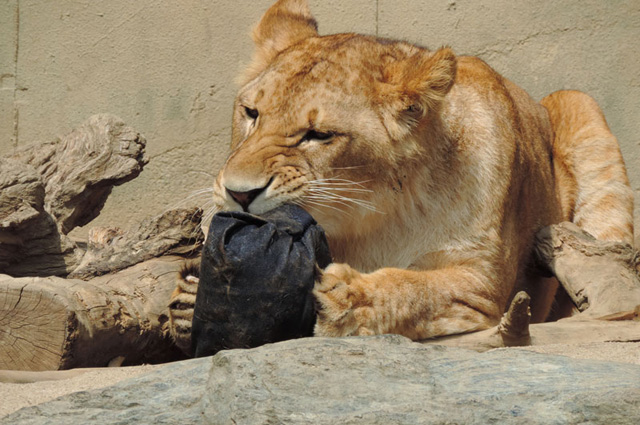 Ibaraki Zoo Auctions Off Lion & Tiger-Shredded Jeans