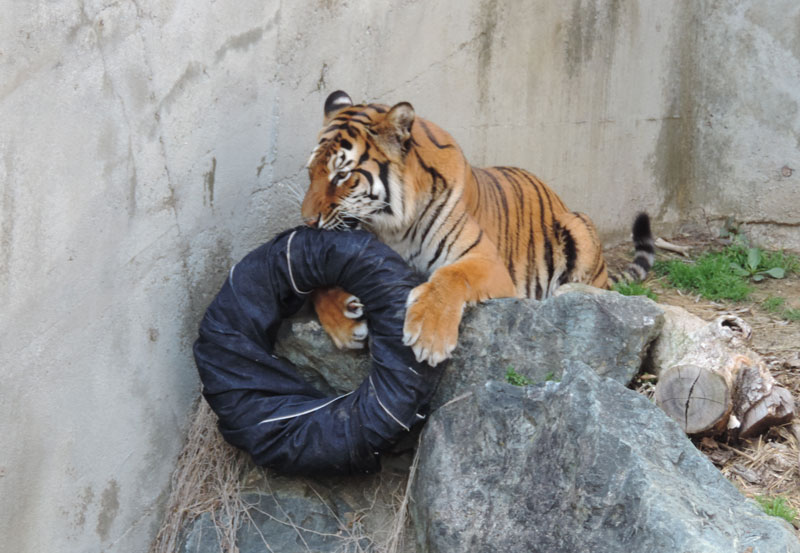tiger-smaller