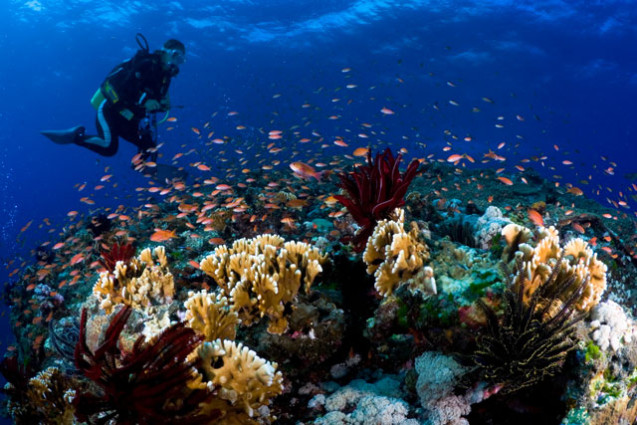 Diving in Okinawa: Exploring the Depths of Island Life - Activities ...