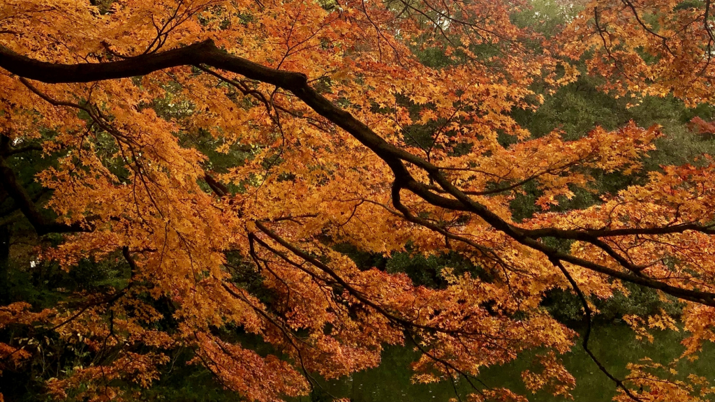 Orange Autumn Leaves