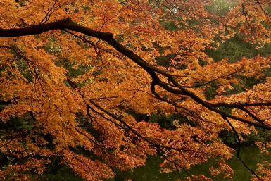 Orange Autumn Leaves