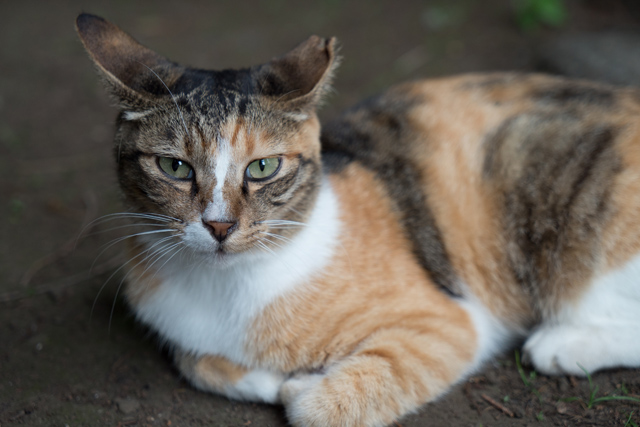 An “Outdoor Cat Cafe” in Higashi Ikebukuro Central Park
