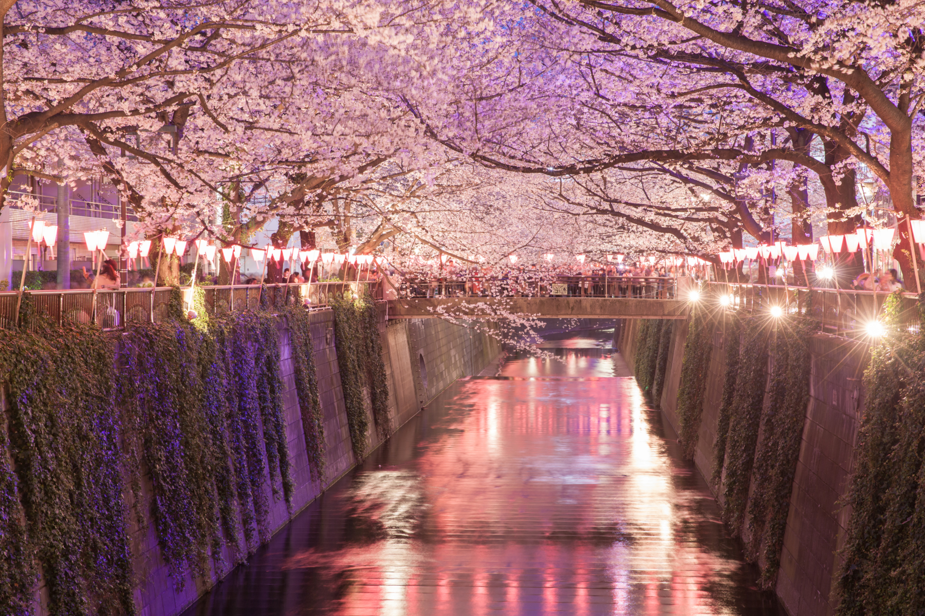 best sakura spots meguro river