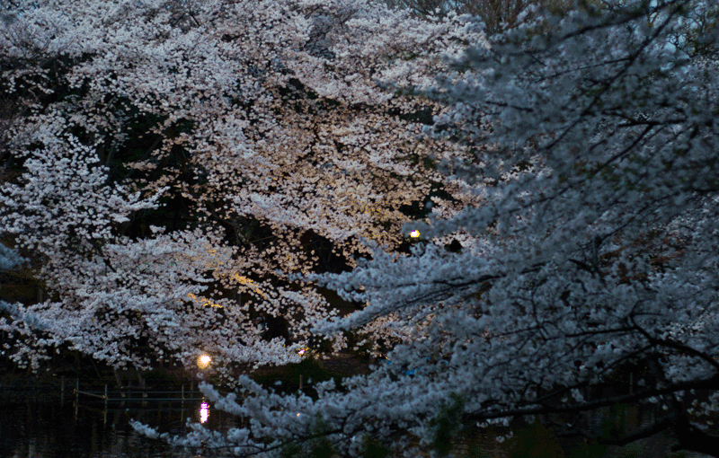 Duskfall and sakura at Inokashira Park