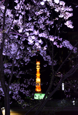 Roppongi Midtown by night during sakura season