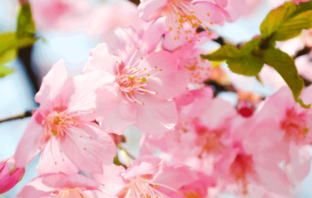 Hanami in Tokyo: The Weekender Cherry Blossom Guide