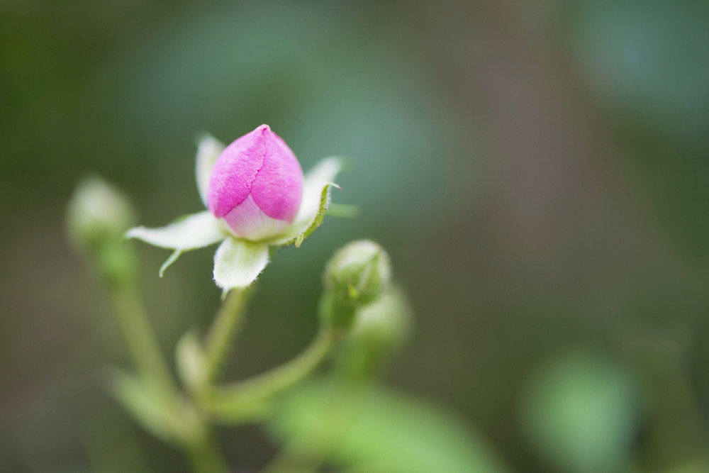 Pink Bud And Sepals