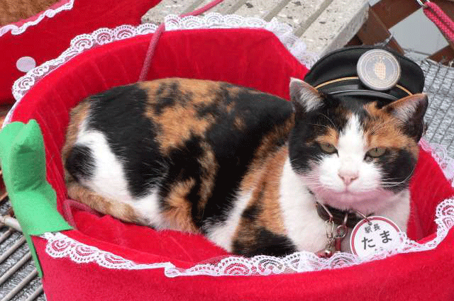 Thousands Attend Stationmaster Tama’s Funeral