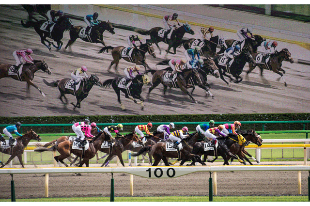 Tokyo Racecourse: Beer, Betting and Thoroughbreds