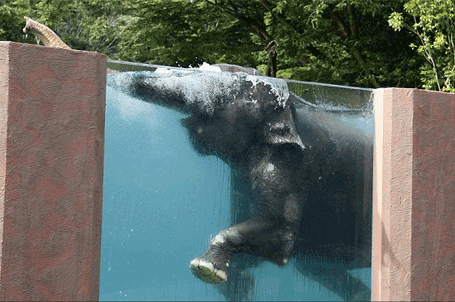 elephant-swimming-pool