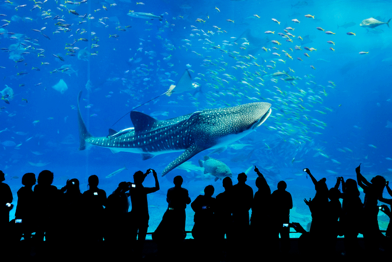 The Deep Blue Beckons at Okinawa Churaumi Aquarium and Ocean Expo Park