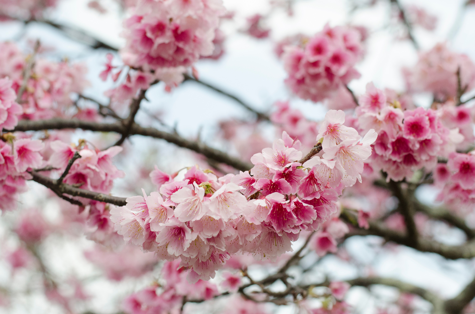 Tokyo Weather: from Spring Cherry Blossoms in March to November