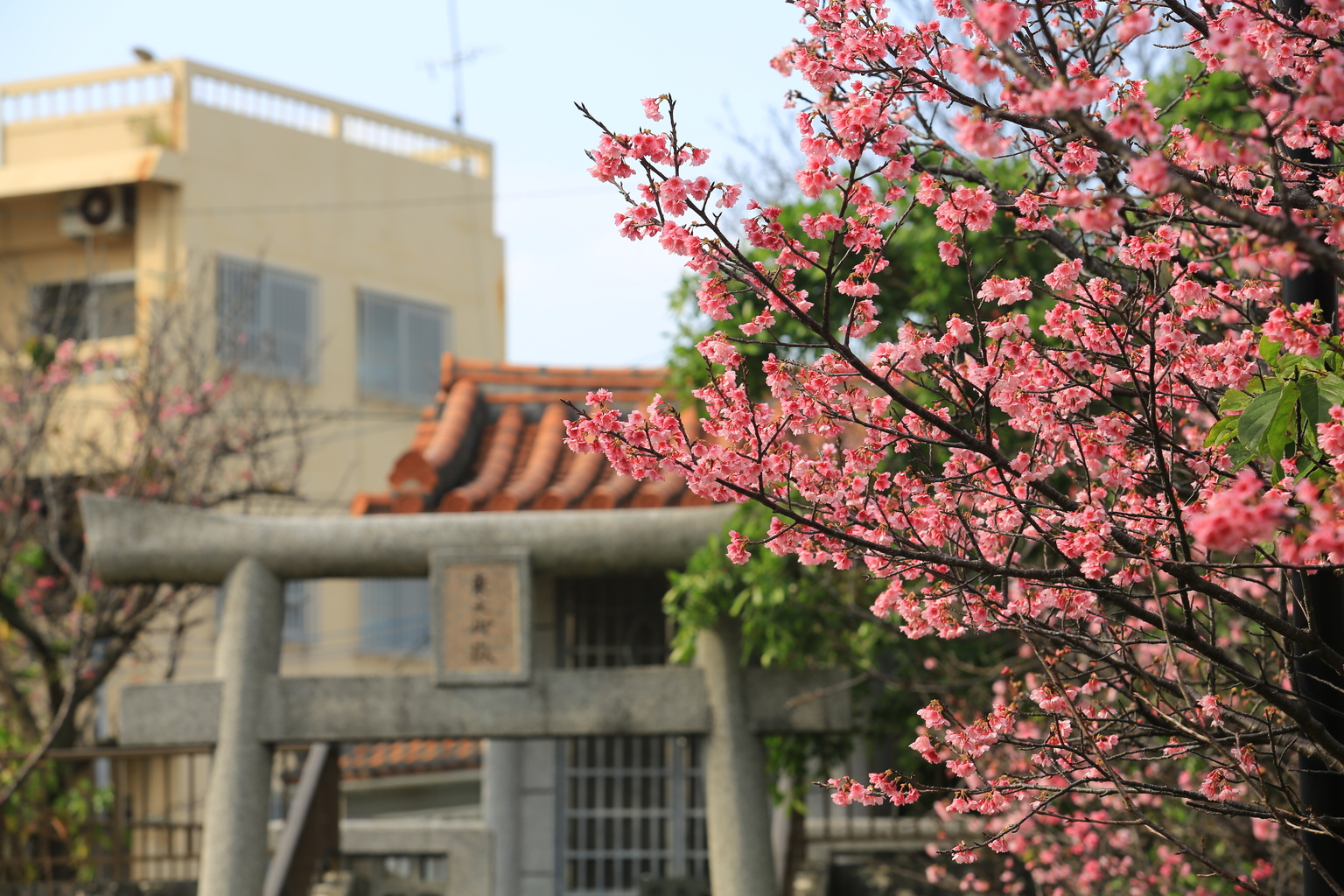 Fly South for Winter Cherry Blossoms in Okinawa Tokyo Weekender