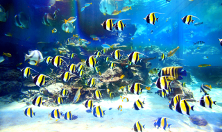 churaumi-aquarium