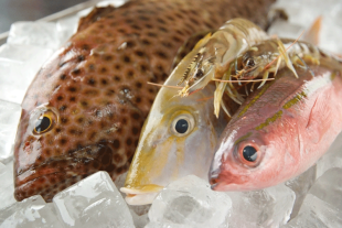 okinawa-seafood
