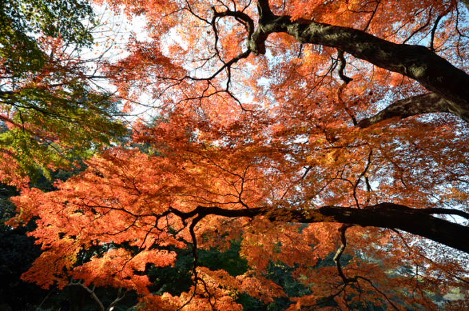 shinjuku-gyoen-fall-foliage