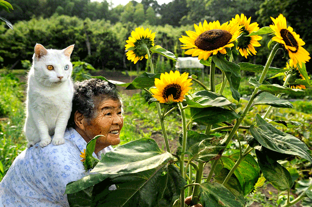 Misao-And-Fukumaru-Sunflowers-By-Miyoko-Ihara