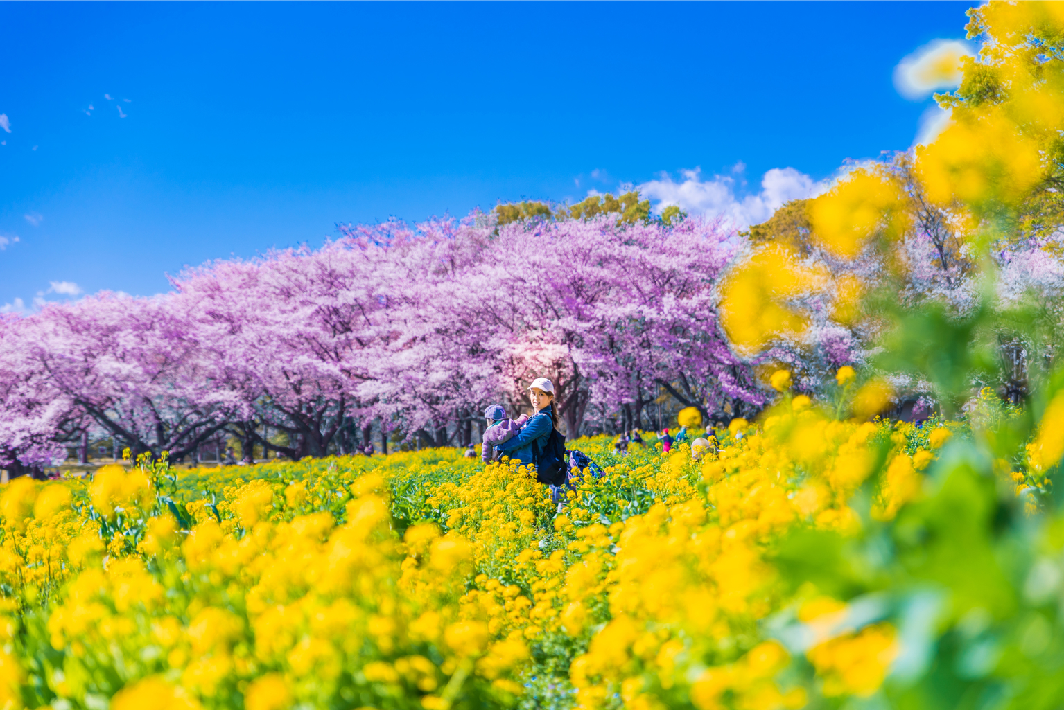 The Tokyo Weekender Guide to the 16 Best Hanami Places in Tokyo