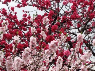 Blossoms at Shinjuku Gyoen. Image: Natalie Jacobsen 