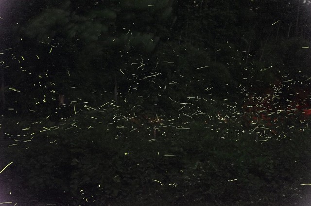 fussa fireflies