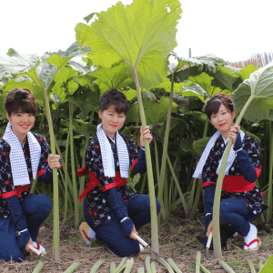 Akita-Obako