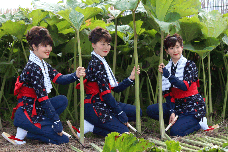 akita-obako-trio