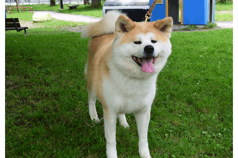 8 Reasons to Love the Akita Inu Travel, Japanese Culture