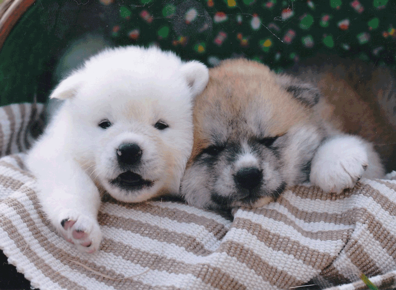 akita-puppies