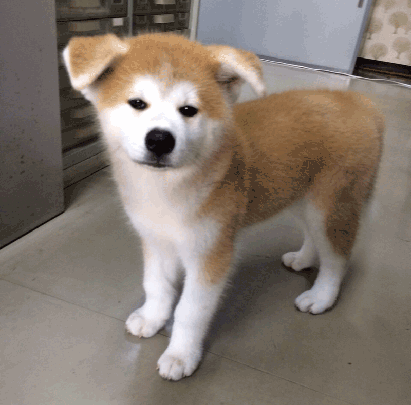 akita-puppy